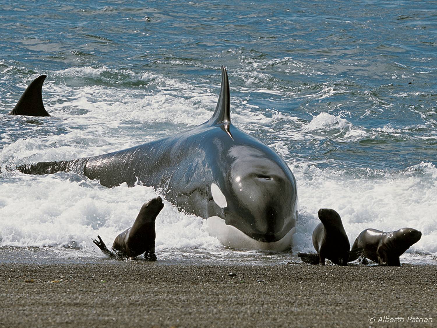 Orca y Lobos de Alberto Patrian
